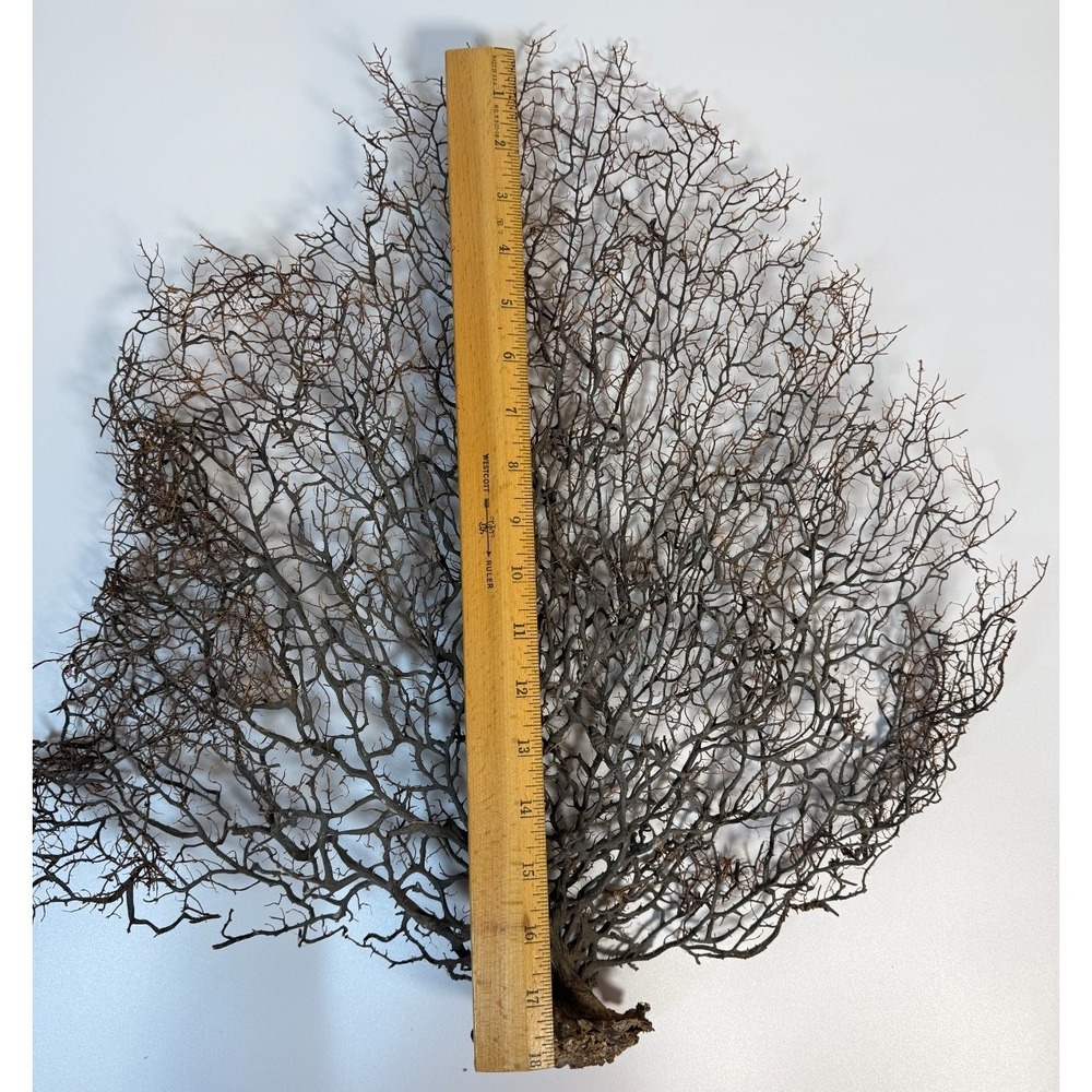 Gorgonia Sea Fan Costal Decor Item Vintage 18" x 18" ***BIG*** - Picture 8 of 9